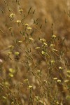 Prickly Lettuce