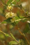 Prickly Lettuce blossoms & foliage, backlit