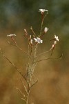 Tall Annual Willowherb blossoms