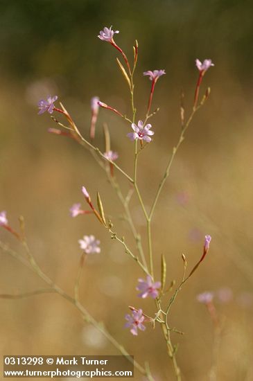 Epilobium brachycarpum (E. paniculatum)