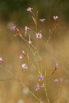 Tall Annual Willowherb blossoms