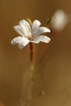Tall Annual Willowherb blossom extreme detail