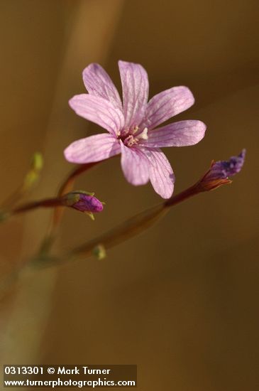 Epilobium brachycarpum (E. paniculatum)