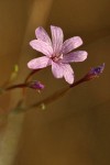 Tall Annual Willowherb blossom extreme detail