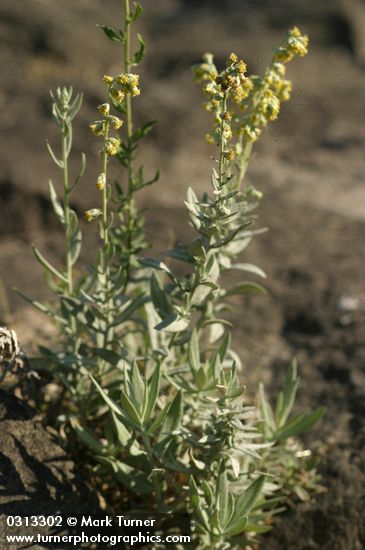 Artemisia lindleyana