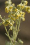 Riverbank Wormwood blossoms extreme detail