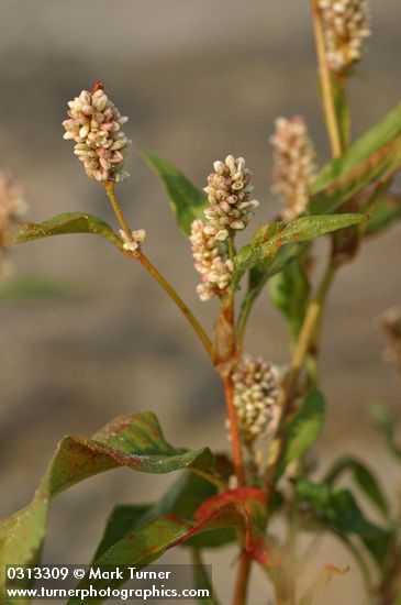 Polygonum lapathifolium