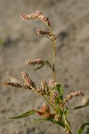 Willow Weed