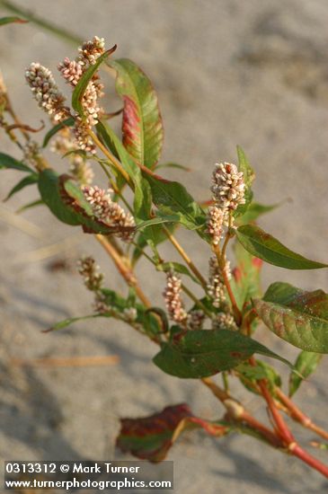 Polygonum lapathifolium