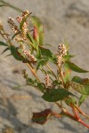 Willow Weed