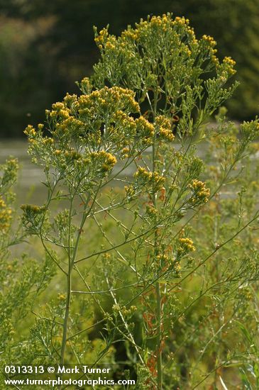 Euthamia occidentalis (Solidago occidentalis)