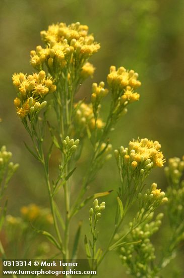 Euthamia occidentalis (Solidago occidentalis)