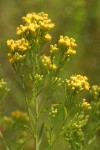 Western Goldenrod blossoms detail