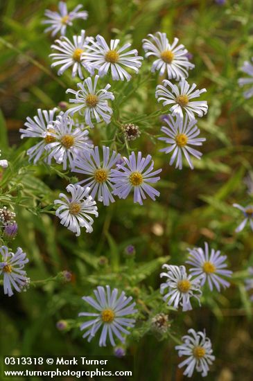 Symphyotrichum spathulatum var. intermedium (Aster occidentalis var. intermedius)