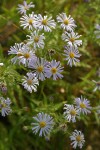Western Aster blossoms