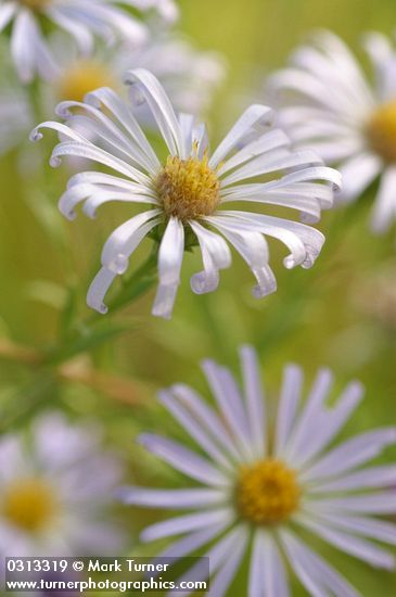 Symphyotrichum spathulatum var. intermedium (Aster occidentalis var. intermedius)