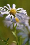 Western Aster blossom extreme detail