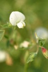 Spanish Clover blossom detail