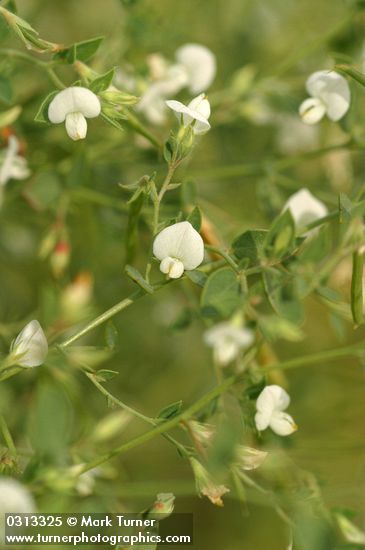 Lotus unifoliolatus var. unifoliolatus (L. purshianus)