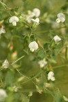 Spanish Clover blossoms & foliage