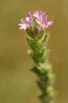 Stiff Spike-primrose blossoms