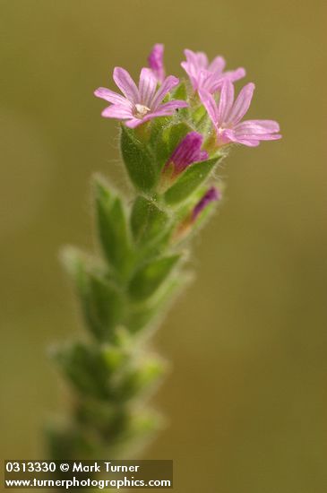 Epilobium torreyi (Boisduvalia stricta)