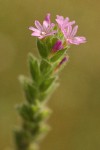 Stiff Spike-primrose blossoms