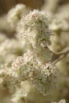 Blue Mountain Buckwheat blossoms detail