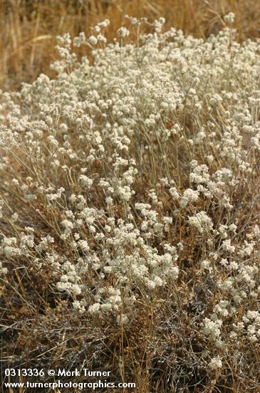 Eriogonum strictum ssp. proliferum var. proliferum