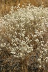 Blue Mountain Buckwheat