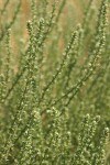 Russian Tumbleweed foliage & blossoms