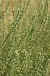 Russian Tumbleweed foliage & blossoms