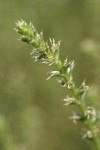 Russian Tumbleweed blossoms & foliage detail