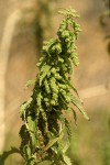 Hoary Nettle blossoms & foliage