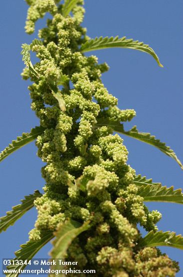 Urtica dioica ssp. holosericea
