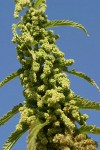 Hoary Nettle blossoms & foliage detail against blue sky