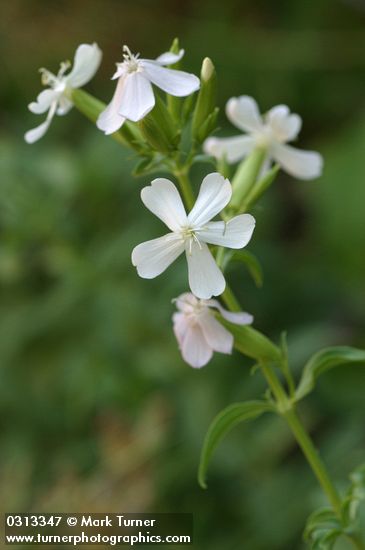 Saponaria officinalis