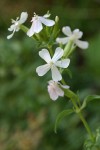 Soapwort blossoms