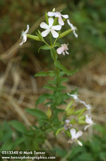 Saponaria officinalis