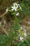 Soapwort