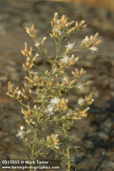 Centaurea diffusa