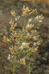 Diffuse Knapweed