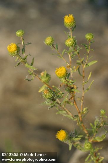 Grindelia columbiana