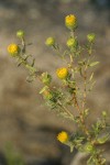 Columbia River Gumweed