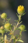 Columbia River Gumweed blossoms detail