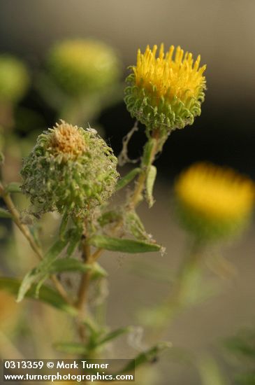 Grindelia columbiana