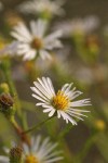 Douglas' Aster blossom detail