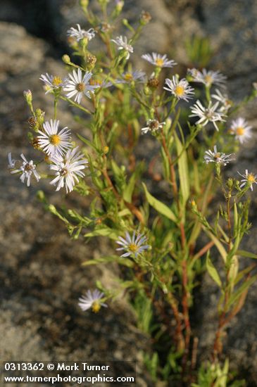 Symphyotrichum subspicatum var. subspicatum (Aster subspicatus)