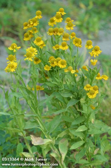 Helenium autumnale