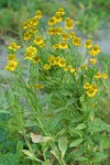 Western Sneezeweed